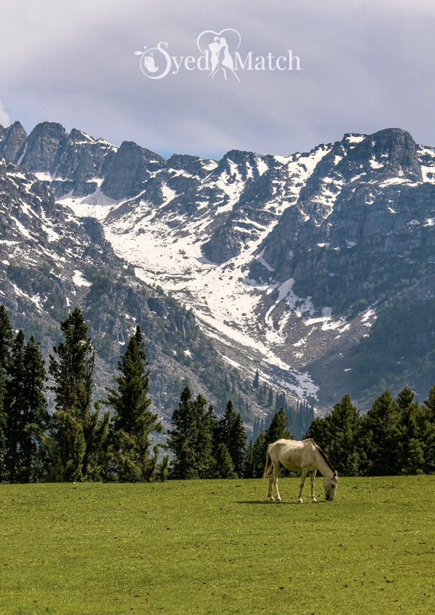 Green meadows at the base of snowcapped mountains.
